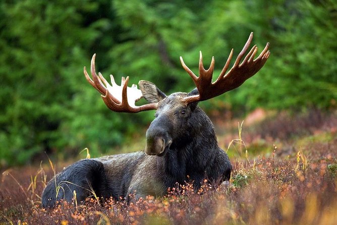 Ranua Zoo and BBQ - Price and value for about $259: what you get for your money