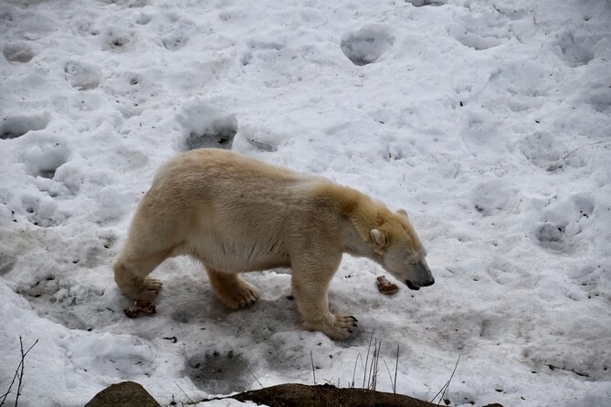 Ranua Zoo Arctic Wildlife Park with Private Transport & Lunch - Key highlights to know before you go