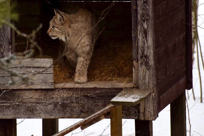 Ranua Zoo Arctic Wildlife Park with Private Transport & Lunch - The Included Lunch and Admission: Good Value for Arctic Weather