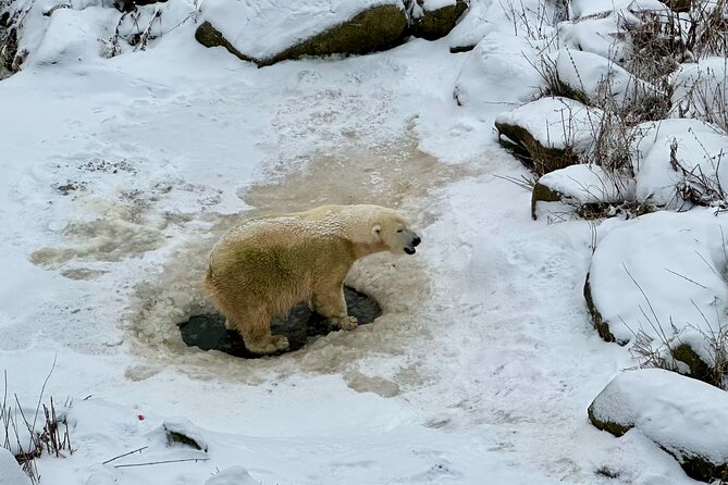 Ranua Zoo Arctic Wildlife Park with Private Transport & Lunch - When to Book and What to Bring for Ranua Zoo Day