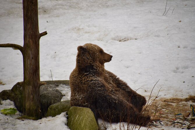 Ranua Zoo Arctic Wildlife Park with Private Transport & Lunch - 2 Hours on the Forest Trail Through Natural Enclosures