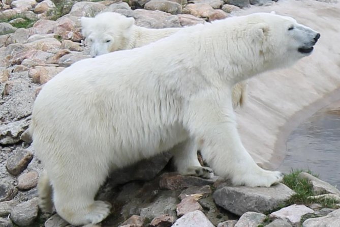 Ranua Zoo Family Tour from Rovaniemi - Small group size, and why it changes the vibe