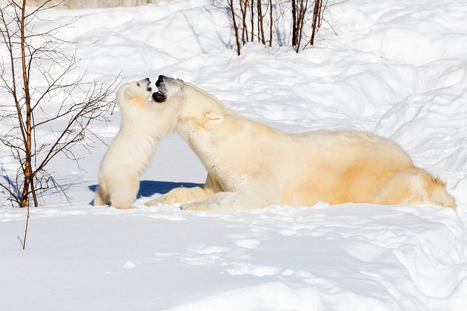 Ranua Zoo tour, optional lunch - Getting to Ranua Zoo from Rovaniemi, without the hassle