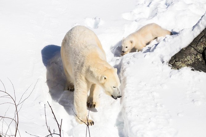 Ranua Zoo tour, optional lunch - Family comfort: sledges, carriages, and an easy pace