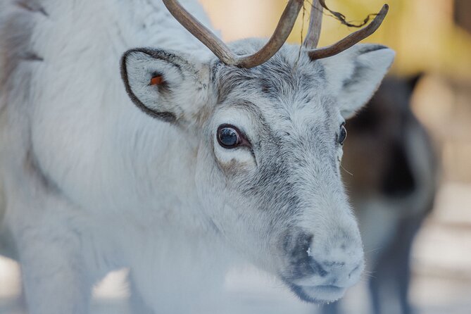 Reindeer Experience with Sledge Ride - Meeting Your Guide in Rovaniemi, and Why the First 20 Minutes Matter