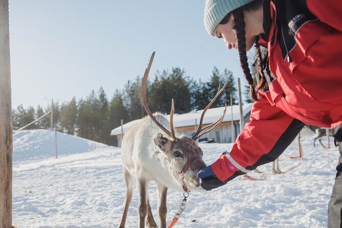 Reindeer Experience with Sledge Ride - Price and Value: Is $104.76 Worth It?