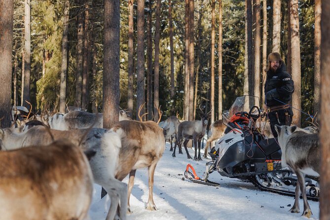 Reindeer Experience with Sledge Ride - The Drive to Reindeer Manor: Cozy Transport, Then You’re There