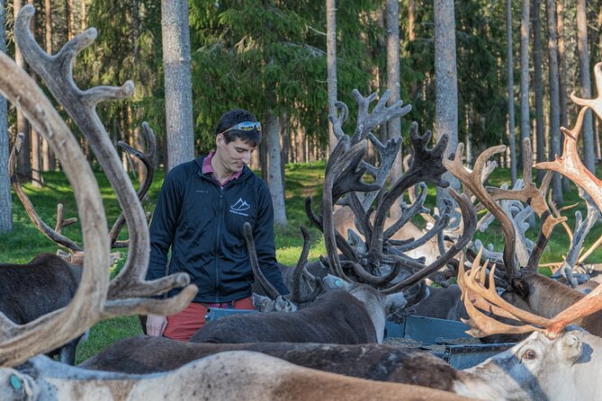 Reindeer Farm Experience in Summer and Autumn from Rovaniemi - Key things to know before you go