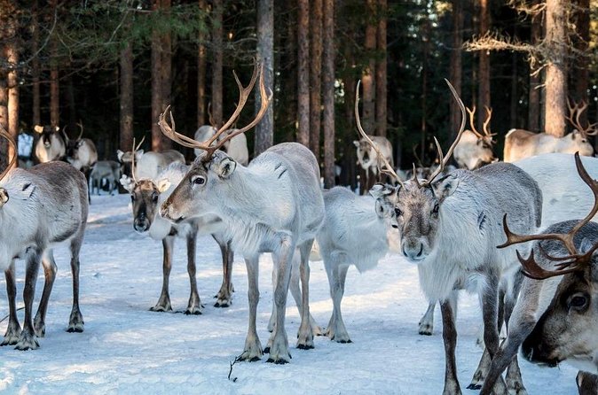 REINDEER FARM VISIT a real authentic experience - Small Group Size: Why Max 8 Travelers Changes the Feeling