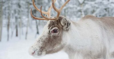 Reindeer Farm Visit with Sleigh Ride