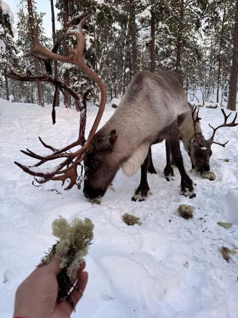 Reindeer feeding in Inari - Reindeer Feeding in Inari, Lapland: What You Actually Do