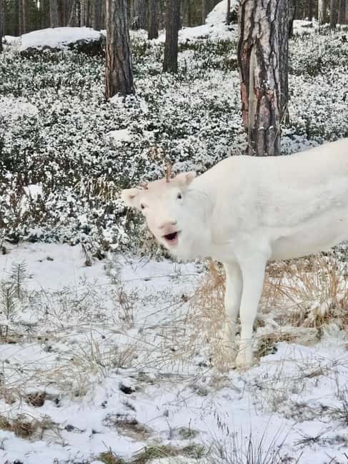 Reindeer feeding in Inari - From Warm Clothing to Lichen in Your Hand