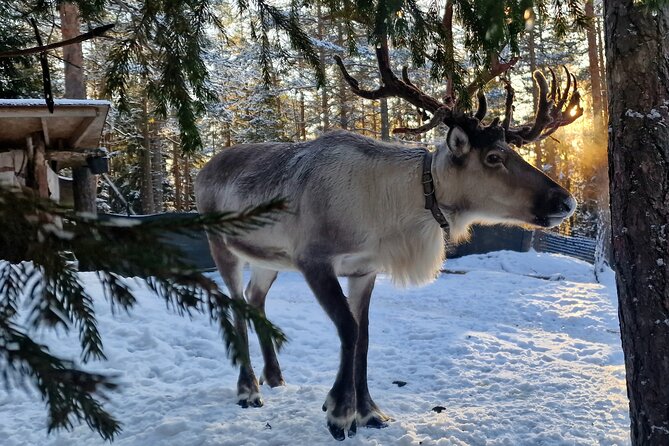 Reindeer Park Adventure - Key things to know before you go