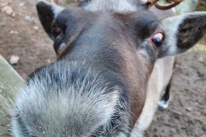 Reindeer Park Adventure - Reindeer Park time: close feeding and fire-side treats