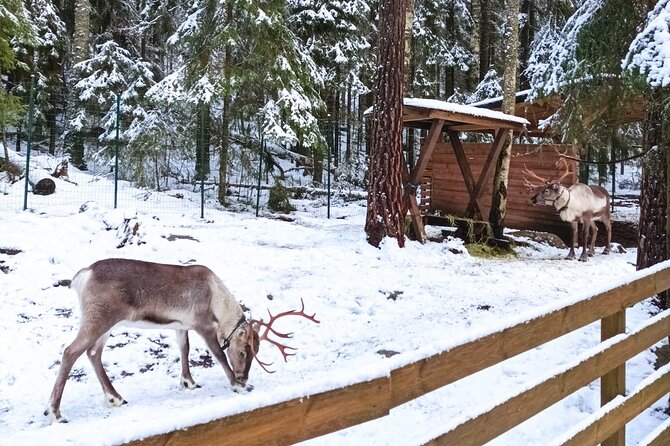 Reindeer Park & Horse Stables Safari - Nuuksio National Park, guided so you do not wander in circles
