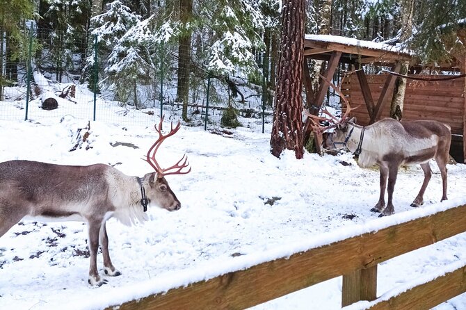 Reindeer Park & Horse Stables Safari - The horse stables side of the day, what the name clues you into