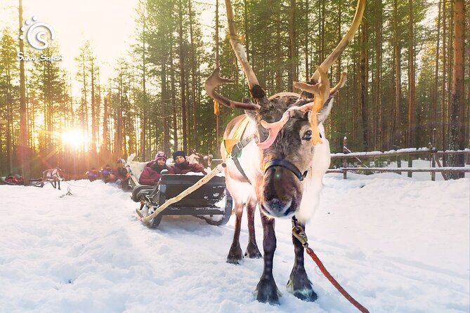 Reindeer Safari in Arctic Wilderness - From Sunny Safari office to the forest: how the logistics really work