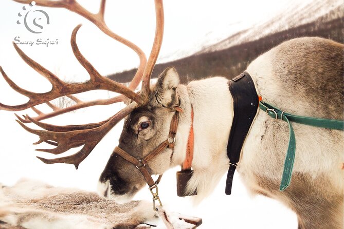Reindeer Safari in Arctic Wilderness - Thermal gear and blankets: warm comfort without the fuss