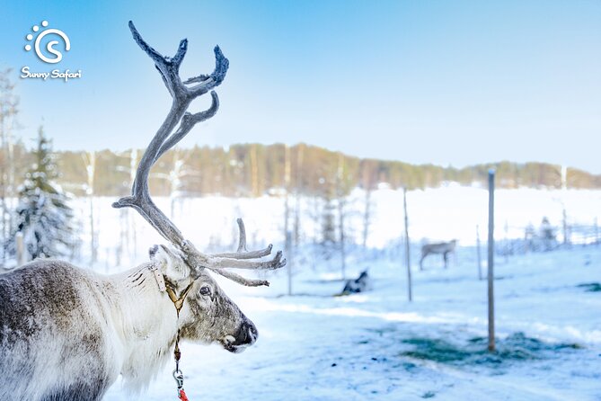 Reindeer Safari in Arctic Wilderness - The warm farmhouse break, snacks, and the souvenir keepsake