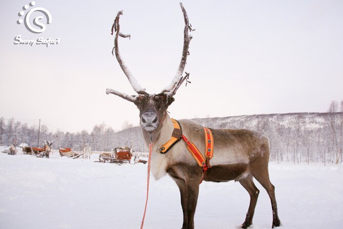 Reindeer Safari in Arctic Wilderness - Best fit for families, couples, and anyone who wants a calm Arctic day