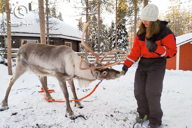 Reindeer Safari in Arctic Wilderness - Meeting the reindeer up close, including fawns