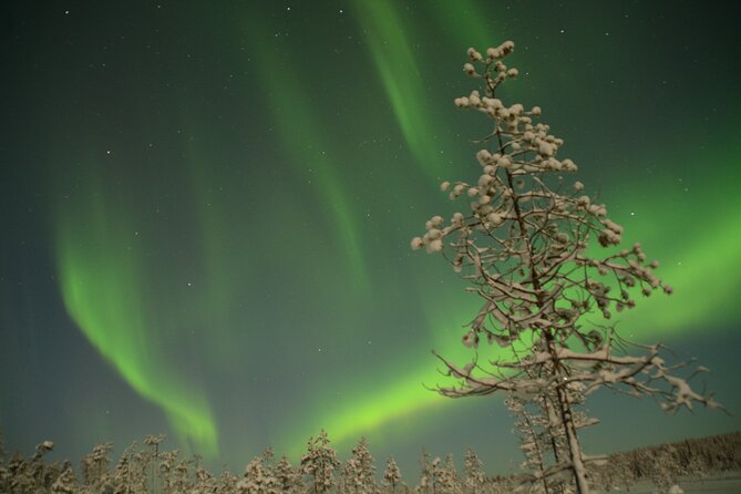 Reindeer Sleigh Ride Across the Night in Apukka Resort Rovaniemi - Northern Lights chances: how the plan works and what to do if the sky stays cloudy