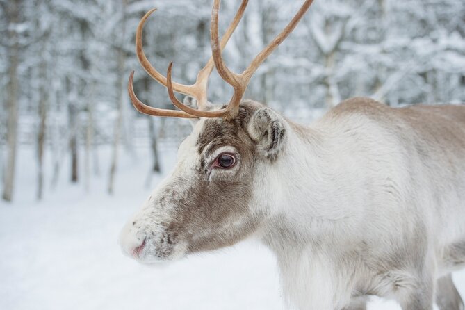 Reindeer Sleigh Ride and Farm Experience from Rovaniemi - The Reindeer Farm Visit: Real Herds, and a Guide Who Explains the Work