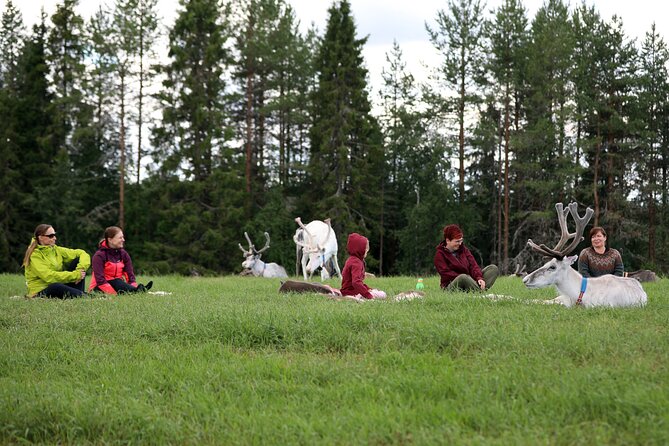 Reindeer yoga - Price and Value in Kuusamo: Is 59.15 Worth It?