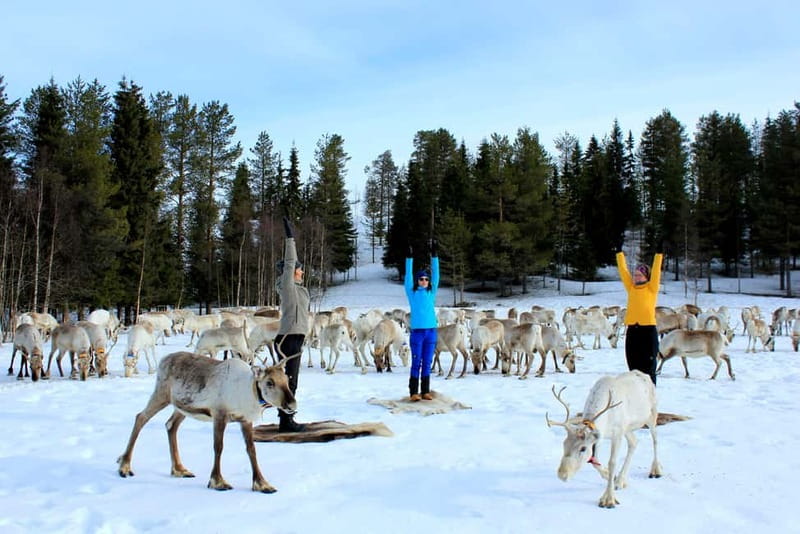 Reindeer yoga in Kuusamo - Reindeer Fence Yoga at Kujala Farm: What Makes This Different