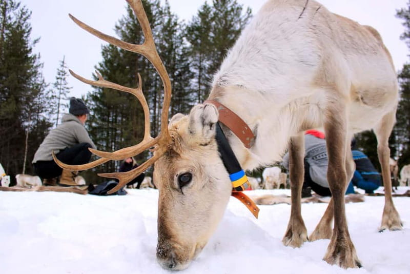 Reindeer yoga in Kuusamo - The 1.5-Hour Flow: From Herd Introduction to Yoga on Hide Mats