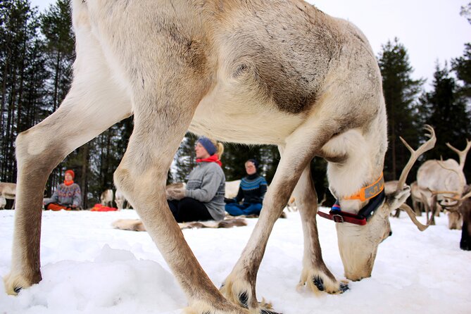 Reindeer yoga - Reindeer Hide Yoga Mats, and What You’re Really Getting