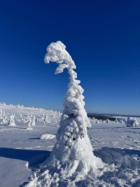 Riisitunturi & Frozen Waterfall Full Day Tour with Photos - Key points at a glance