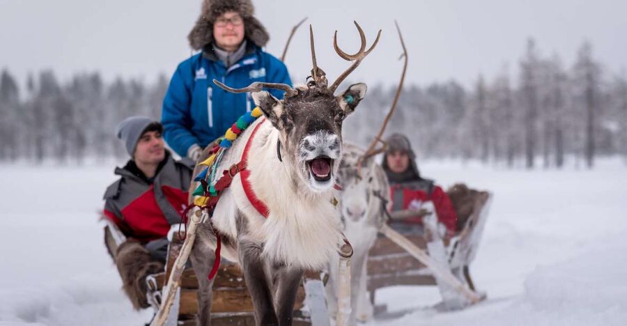 Rovaniemi: 2km Reindeer Sled Ride Through the Forest - Key Reasons This Ride Gets High Marks