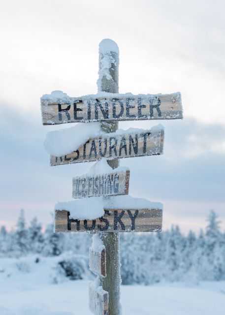 Rovaniemi: 2km Reindeer Sled Ride Through the Forest - What You Are Really Buying for $187 Per Person