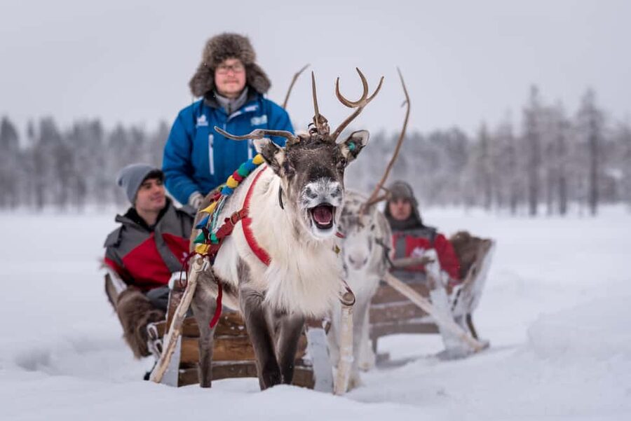 Rovaniemi: 2km Reindeer Sled Ride Through the Forest - Getting to the Farm, and Why Pickup Matters in Lapland
