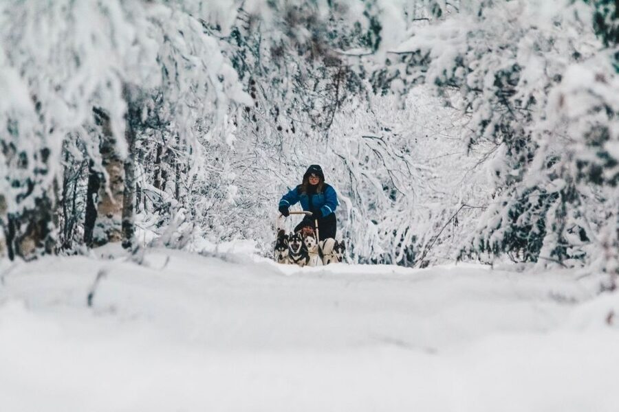 Rovaniemi: Apukka Husky Adventure 7km, self-driven - Meeting the Huskies: Friendly Dogs With a Purpose