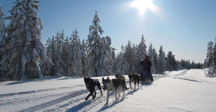 Rovaniemi: Apukka Husky Adventure 7km, self-driven - Weather and Conditions: When the Snow Changes the Ride