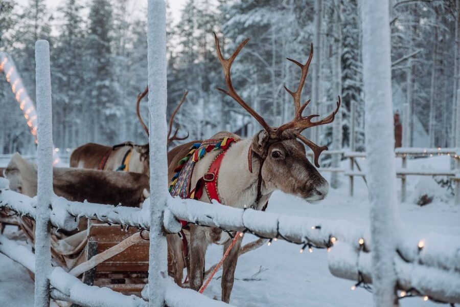 Rovaniemi: Apukka Reindeer Journey - Key things I think you’ll care about