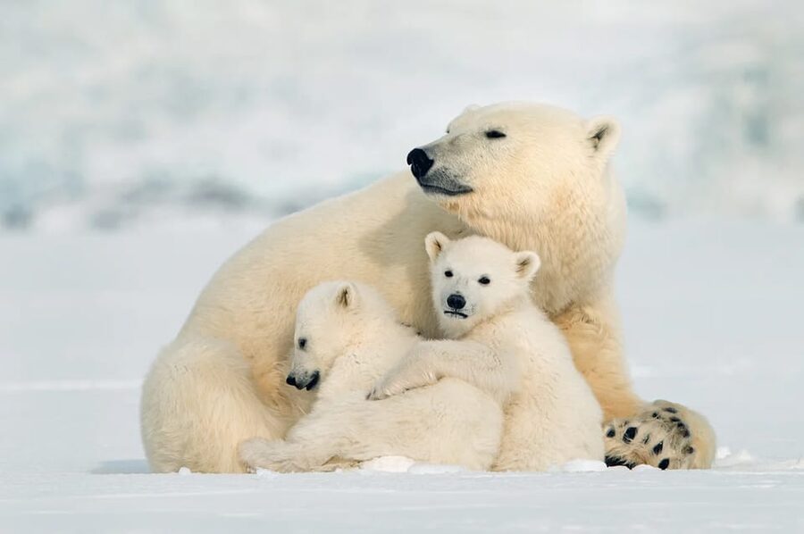 Rovaniemi: Arctic Animals Sleigh Rides and Wildlife Zoo - Key things to know before you go