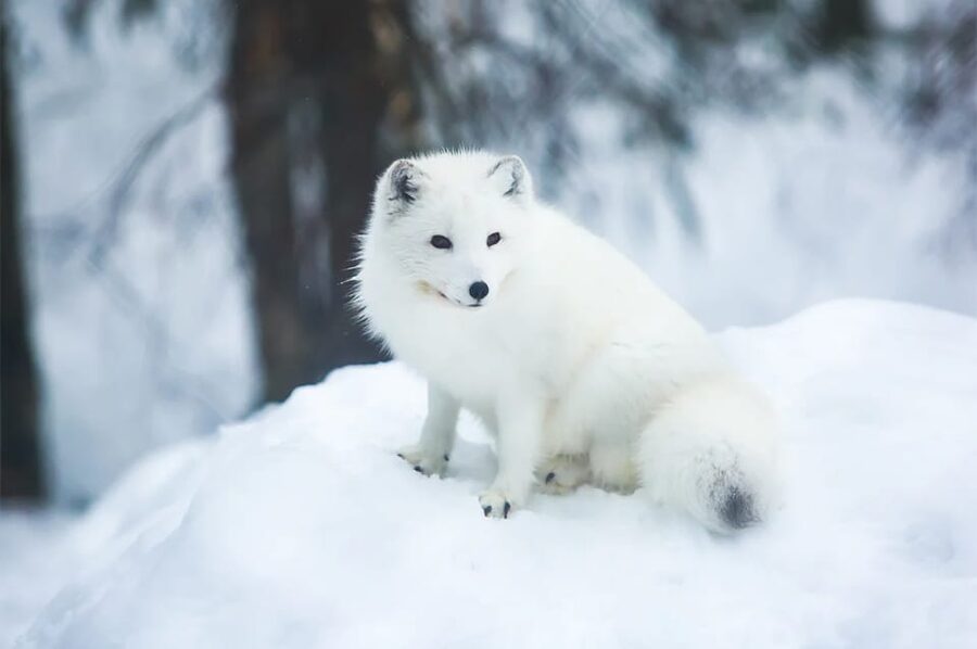 Rovaniemi: Arctic Animals Sleigh Rides and Wildlife Zoo - Timing, group size, and what to expect if the tour changes
