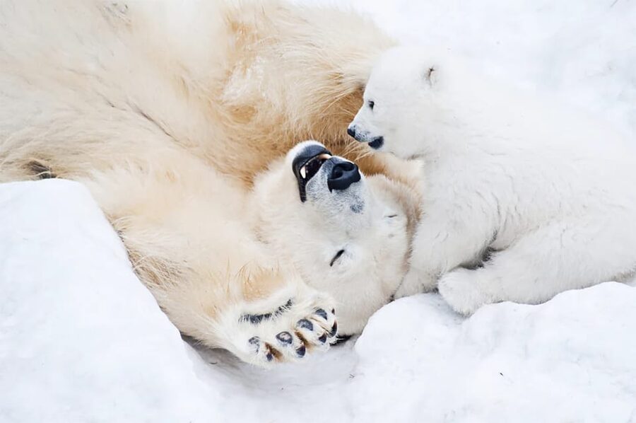 Rovaniemi: Arctic Animals Sleigh Rides and Wildlife Zoo - Ranua Wildlife Park: seeing polar bears and Arctic animals in their winter setting