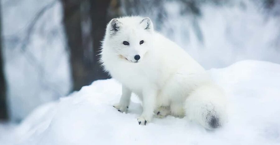 Rovaniemi: Arctic Animals Sleigh Rides and Wildlife Zoo - Lunch in the forest: Lappish buffet food that keeps the day comfortable