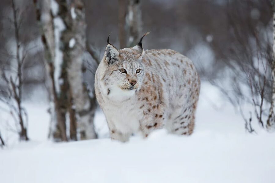 Rovaniemi: Arctic Animals Sleigh Rides and Wildlife Zoo - Why the guided format is worth paying for