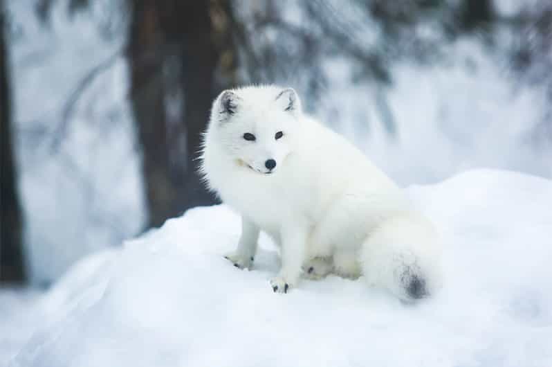 Rovaniemi: Arctic Animals Sleigh Rides and Wildlife Zoo - Who this tour suits best (and who might want another option)