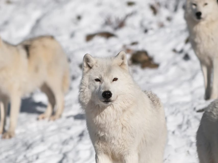 Rovaniemi: Arctic Animals Sleigh Rides and Wildlife Zoo - Husky farm time: meeting the dogs and setting the tone