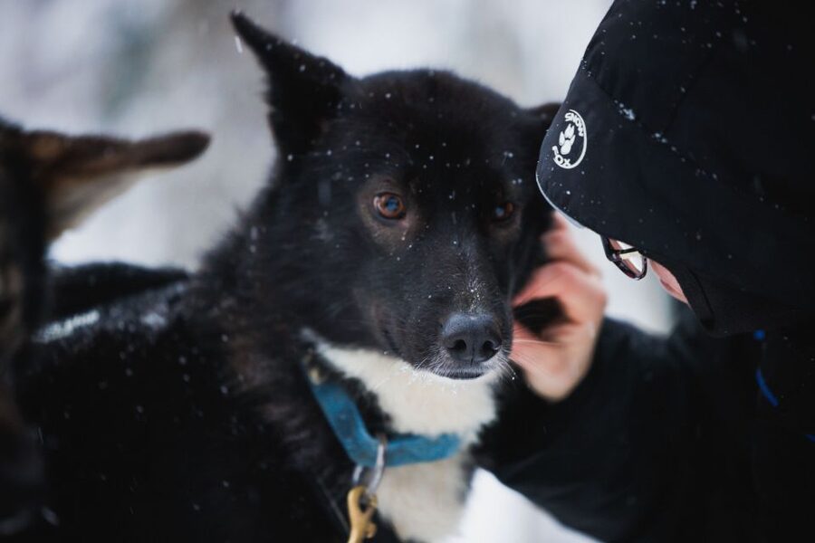 Rovaniemi: Arctic Circle Highlights by Snowmobile - Safety and the liability choice that can affect your bill