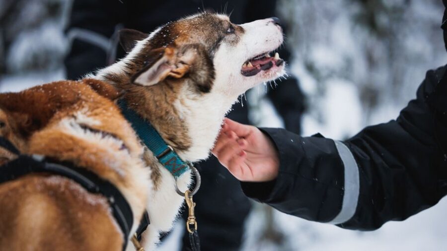 Rovaniemi: Arctic Circle Highlights by Snowmobile - Where you meet, what you need, and what the provided gear covers