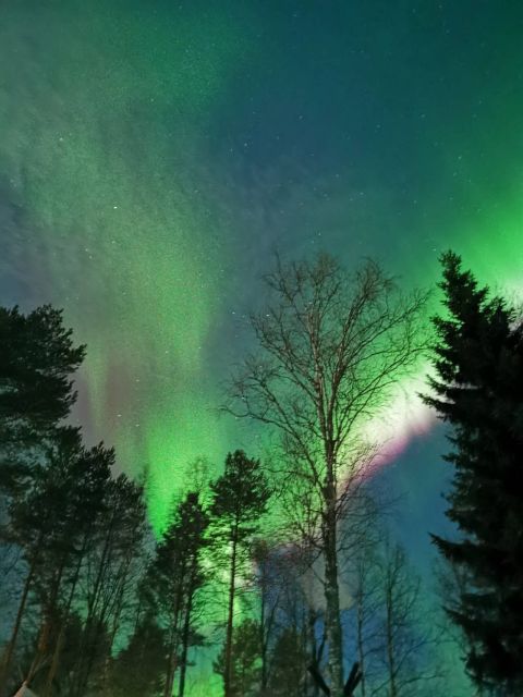 Rovaniemi: Aurora BBQ at the Best Spots - Group size and comfort: up to 8 people per car