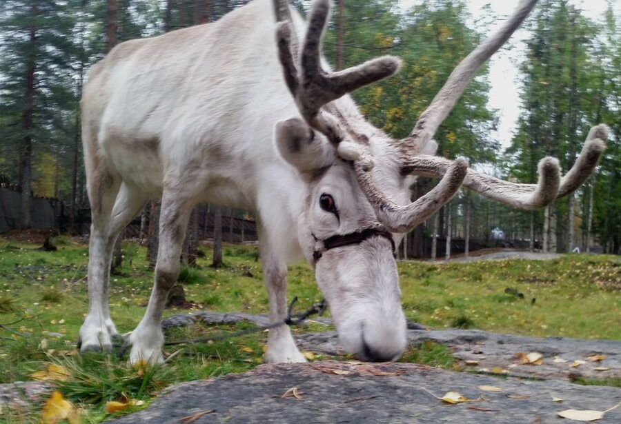 Rovaniemi: Authentic Reindeer Farm & Canoeing - Entering The Reindeer and Canoe Rhythm in Rovaniemi