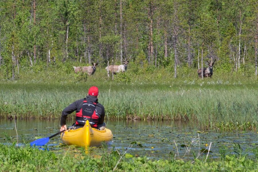 Rovaniemi: Authentic Reindeer Farm & Canoeing - Campfire Time, Reindeer Husbandry Explained Without the Lecture